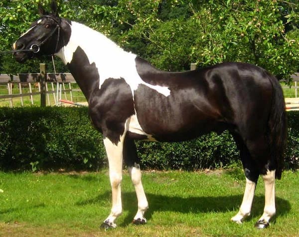 King Nero - Coloured Polish Warmblood Stallion